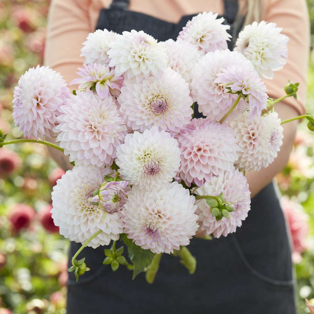 Dahlia 'Sefton Silvertop'